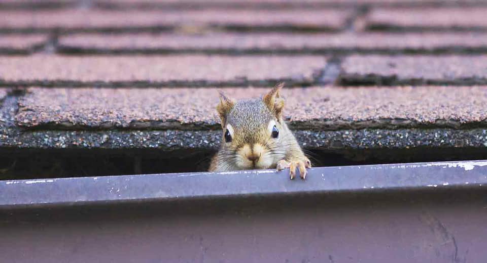 squirrel in gutter in Columbia, MO